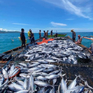 Fresh Tuna (per kg)