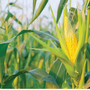 Yellow Corn (per 50kg sack)