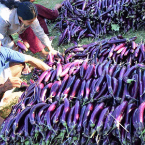 Fresh Eggplant (per kg)